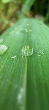 Raindrops on a green leaf Stock Photos