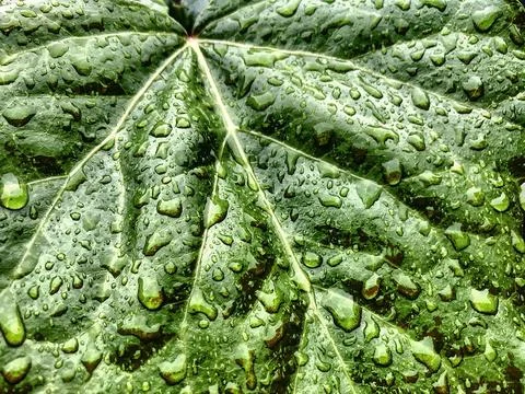 Raindrops on the green leaf Stock Photos
