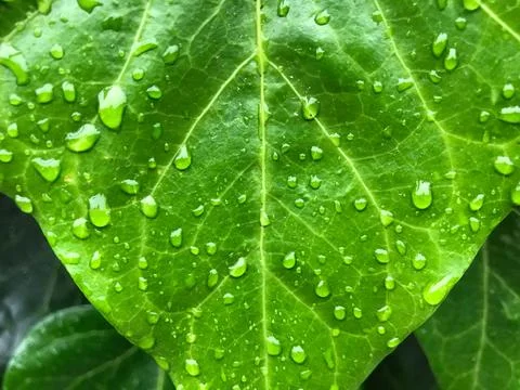 Raindrops on the green leaf Stock Photos