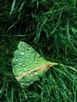 Raindrops on the green leaf Foto stock