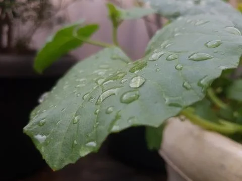 Raindrops on Green Leaf Stock Photos