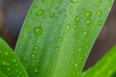 Raindrops on a green leaf Stock Photos