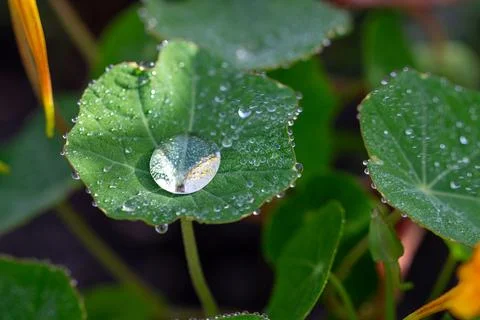 Raindrops on a green leaf Stock Photos