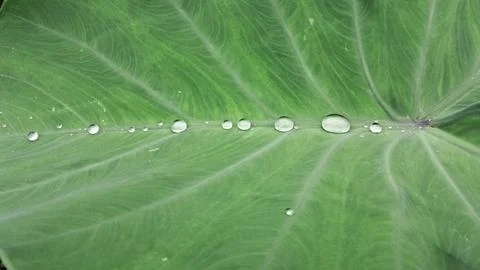 RainDrops on a Green Leaf Stock Photos