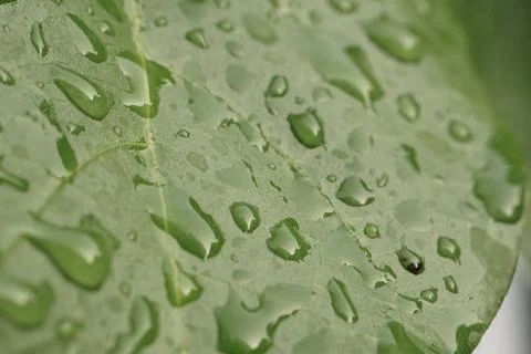 Raindrops on green leaf surface. Macro nature and environmental conservatio.. 库存照片