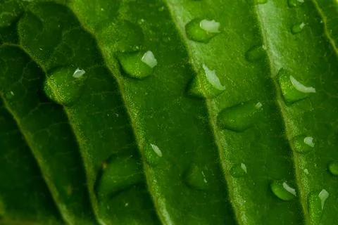 Raindrops on the green leaf with veins patterns for background. Stock Photos