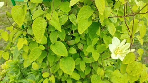 Raindrops on green leaves 1 Stock Footage 336218633
