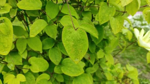 Raindrops on green leaves 2 Stock Footage 336218982