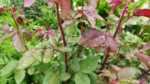 Raindrops on green leaves 3 Stock Footage 336219034