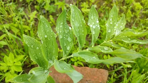 Raindrops on green leaves 4 Vidéo 336219031