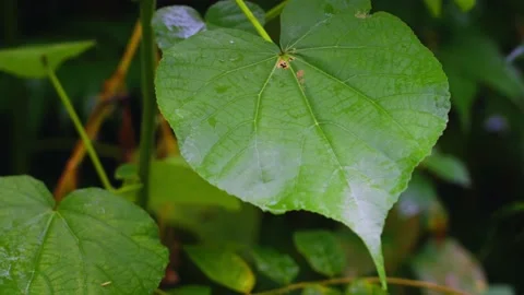Raindrops on green leaves close-up Stock Footage 236896958
