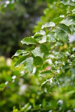 Raindrops on Green Leaves During Rainfall Stock Photos
