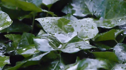 Raindrops on Green Leaves. Video stock 37735430