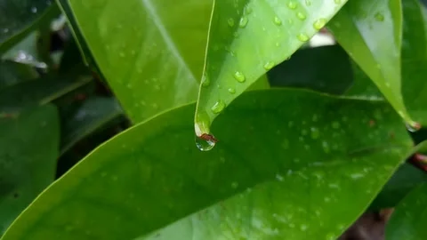 Raindrops on green leaves Stock Footage 221044106