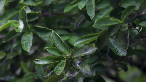 Raindrops on green leaves Stock Footage 273134278