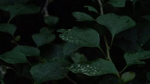 Raindrops on green leaves in the forest in slow motion Stock Footage 101122236