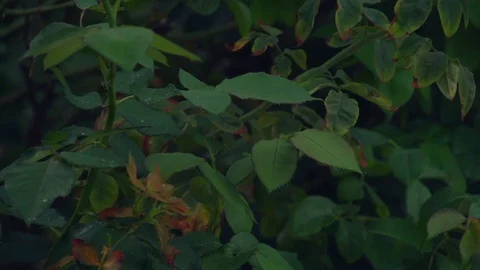 Raindrops on green leaves in the jungle Stock Footage 101122446