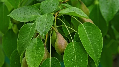 Raindrops on the green leaves of pear tree. Natural background. Plants in the Stockbeeldmateriaal 197370541