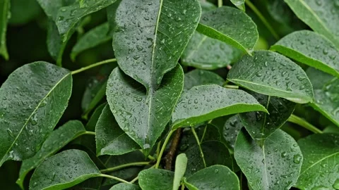 Raindrops on the green leaves of pear tree. Natural background. Plants in the Видео 197370558
