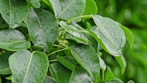 Raindrops on the green leaves of pear tree. Natural background. Plants in the Stock Footage 204019866