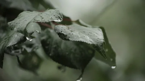 Raindrops on green leaves, rain in the forest. Stock Footage 99012301