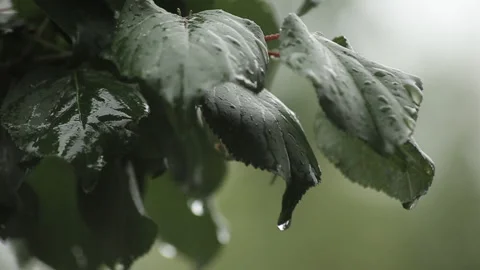 Raindrops on green leaves, rain in the forest. Stock Footage 99012385