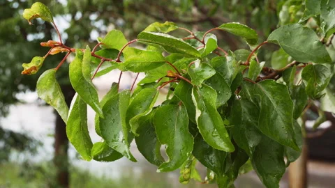 Raindrops on the green leaves of a tree Stock Footage 108633074