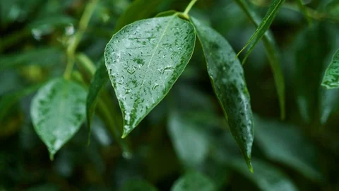Raindrops on green leaves of a tree on a rainy summer day. 4K Vídeo Stock 128975425
