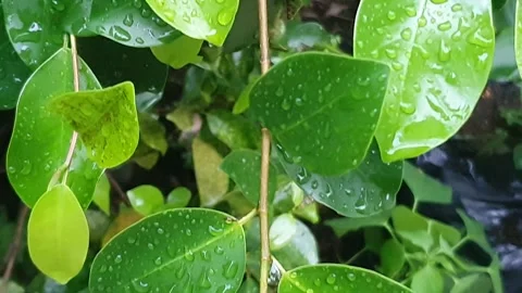 Raindrops on green leaves in the yard Stock Footage 303026555