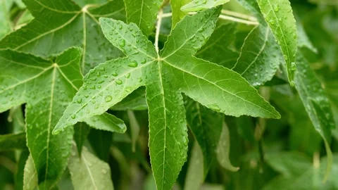 Raindrops on green Liquidambar styraciflua leaf background Stock Footage 340161340