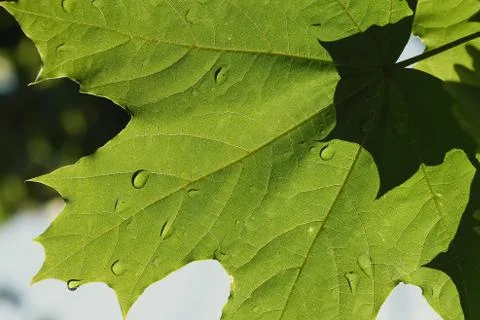 Raindrops on a green maple leaf in the sunlight. Stock Photos