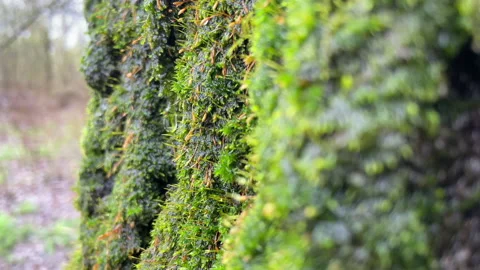 Raindrops on green moss. A tree in a deciduous forest. Spring calm on the street Stock Footage 239618315