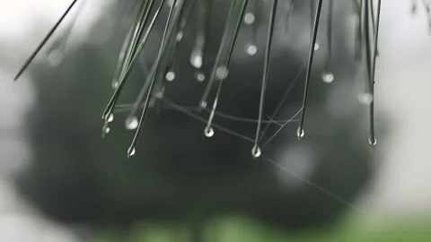Raindrops on the green needles of pine branches in the forest. Evergreen tree Stockbeeldmateriaal 220018974