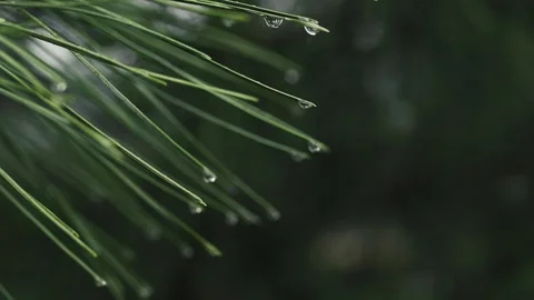 Raindrops on the green needles of pine branches in the forest. Evergreen tree Stockbeeldmateriaal 220019016