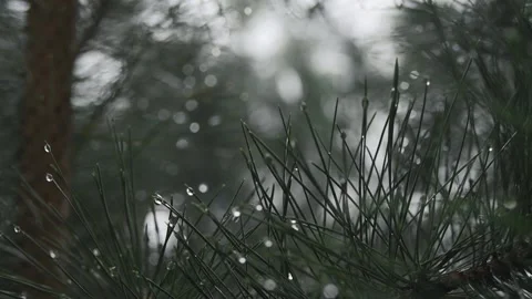 Raindrops on the green needles of pine branches in the forest. Evergreen tree Stockbeeldmateriaal 220019037