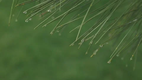 Raindrops on the green needles of pine branches in the forest. Evergreen tree Stockbeeldmateriaal 220019054