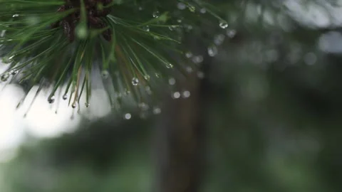 Raindrops on the green needles of pine branches in the forest. Evergreen tree Stockbeeldmateriaal 220075940