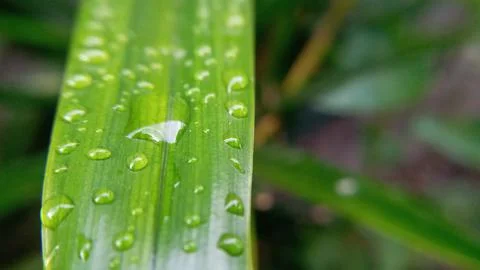 Raindrops on green pandan leaf Foto stock