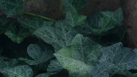 Raindrops on green plants Stock Footage 94584118
