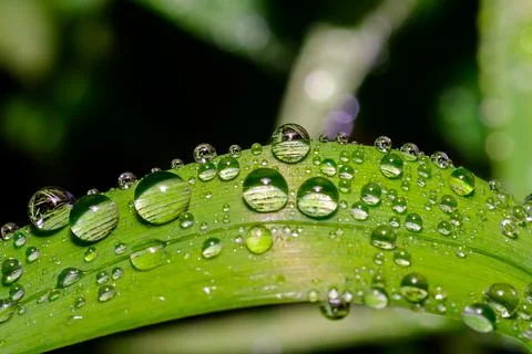 Raindrops on Green Plants Macro Close Up Fresh Nature Background Stock Photos