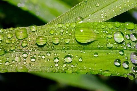 Raindrops on Green Plants Macro Close Up Fresh Nature Background Stock Photos