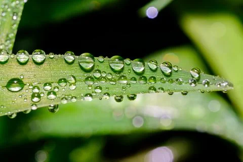 Raindrops on Green Plants Macro Close Up Fresh Nature Background Stock Photos