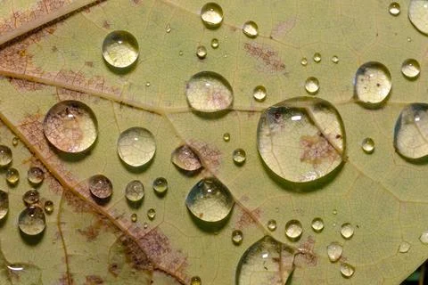 Raindrops on Green Plants Macro Close Up Fresh Nature Background Stock Photos