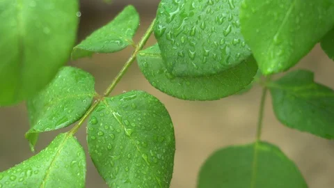 Raindrops on green rose leaves  Stock Footage 115701094