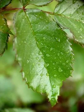 Raindrops on a green young rose leaf close-up Stock Photos