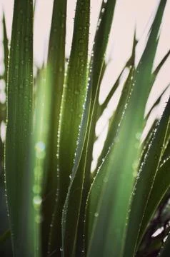 Raindrops on greenery Stock Photos