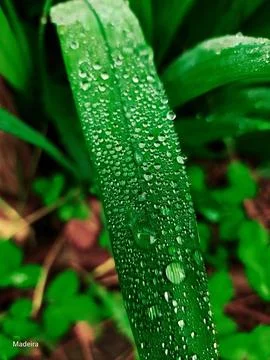 Raindrops on greenery Stock Photos