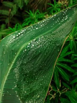 Raindrops on greenery Stock Photos
