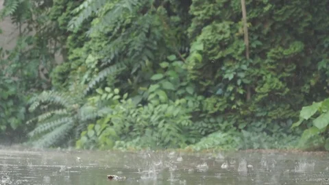 Raindrops on the Ground Stock Footage 79353136