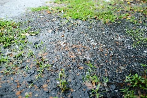 Raindrops on the ground,Green grass Stock Photos
